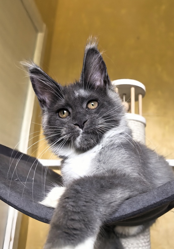 Our Rosa Akbars - Kitten maine-coon 3 months 3 weeks