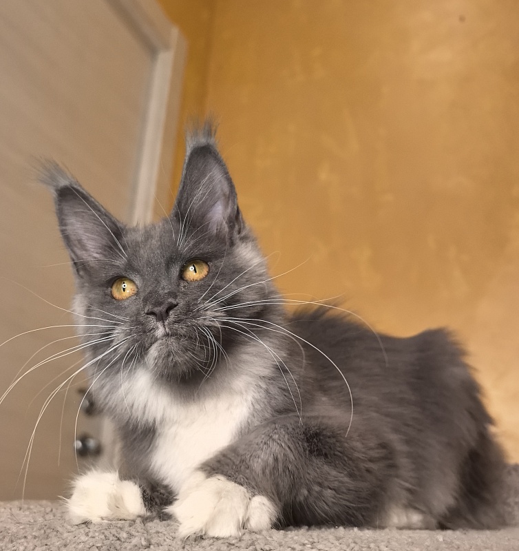 Our Rosa Akbars - Kitten maine-coon 5 months 1.5 week