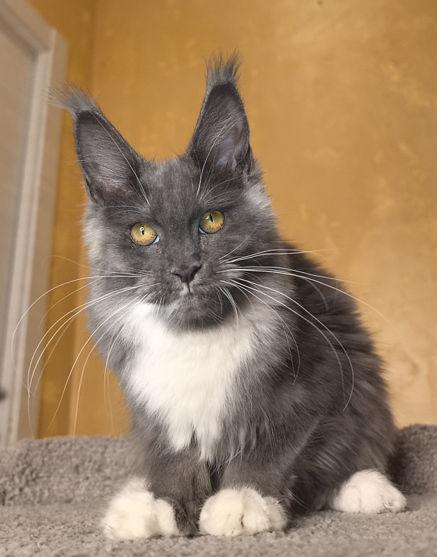 Our Rosa Akbars - Kitten maine-coon 5 months 1.5 week
