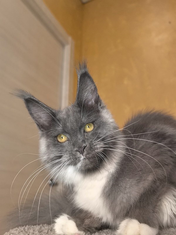 Our Rosa Akbars - Kitten maine-coon 5 months 1.5 week