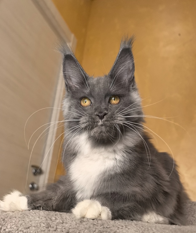 Our Rosa Akbars - Kitten maine-coon 5 months 1.5 week
