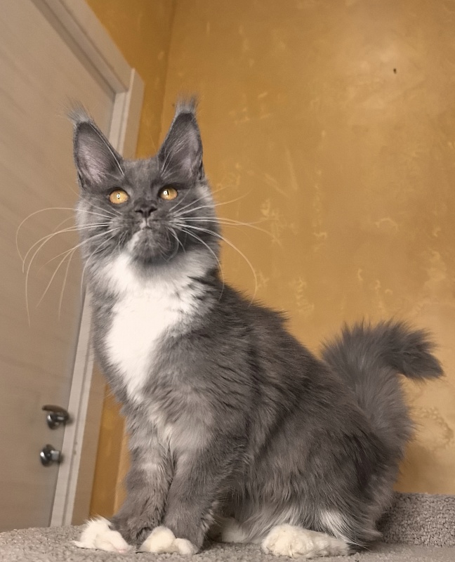 Our Rosa Akbars - Kitten maine-coon 5 months 1.5 week