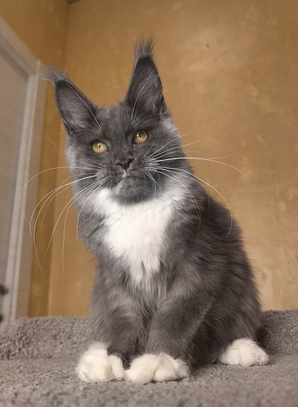 Our Rosa Akbars - Kitten maine-coon 5 months 1.5 week
