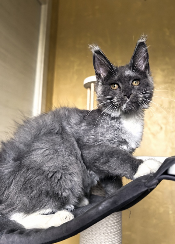 Our Rosa Akbars - Kitten maine-coon 3 months 3 weeks