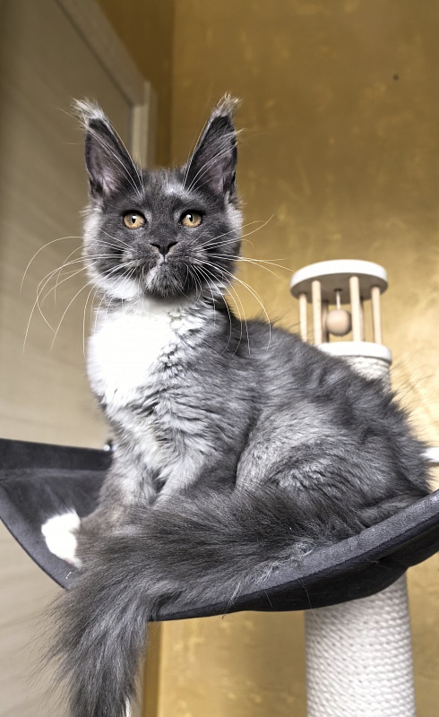 Our Rosa Akbars - Kitten maine-coon 3 months 3 weeks