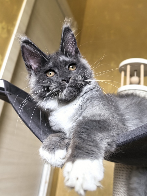 Our Rosa Akbars - Kitten maine-coon 3 months 3 weeks