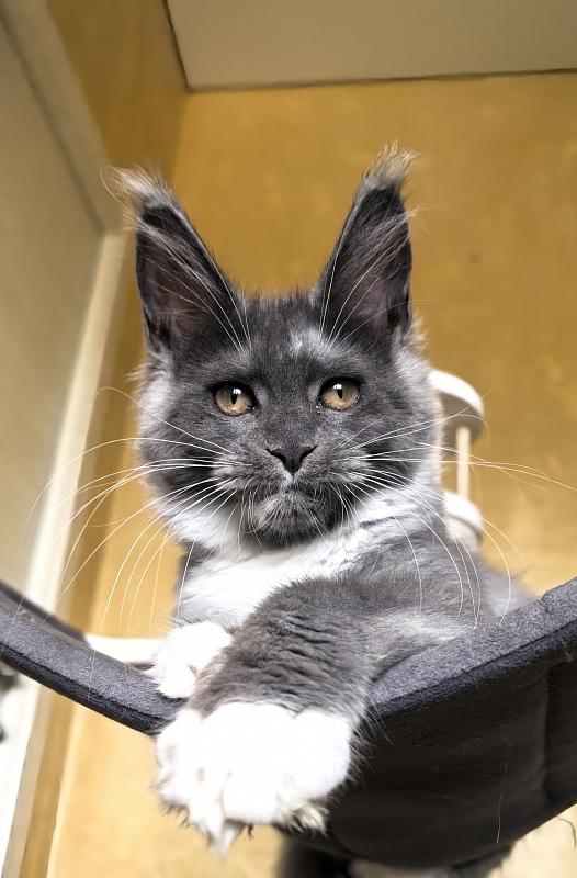 Our Rosa Akbars - Kitten maine-coon 3 months 3 weeks