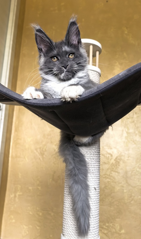 Our Rosa Akbars - Kitten maine-coon 3 months 3 weeks