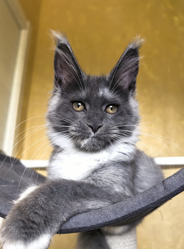 Our Rosa Akbars - Kitten maine-coon 3 months 3 weeks