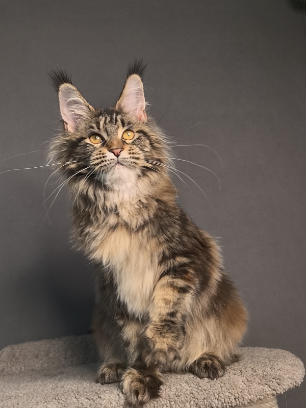 Our Sara Akbars - Kitten maine-coon 6.5 months