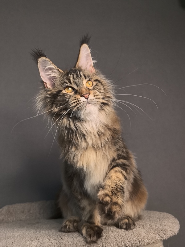 Our Sara Akbars - Kitten maine-coon 6.5 months