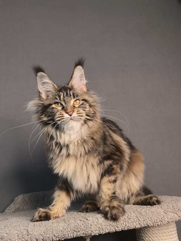 Our Sara Akbars - Kitten maine-coon 6.5 months