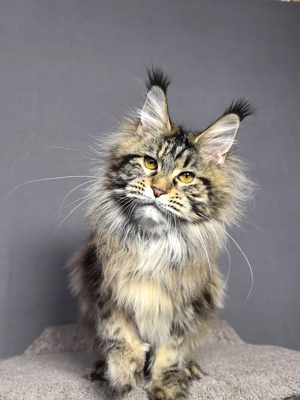 Our Sara Akbars - Junior maine-coon 7 months 4 weeks