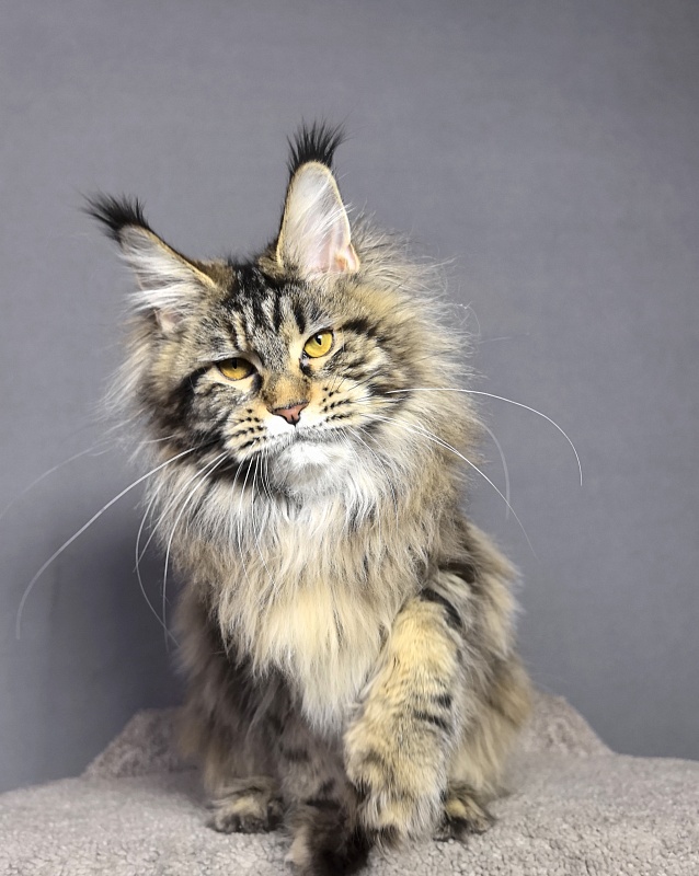 Our Sara Akbars - Junior maine-coon 7 months 4 weeks