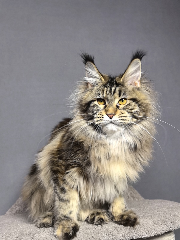 Our Sara Akbars - Junior maine-coon 7 months 4 weeks