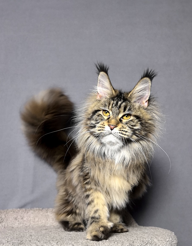 Our Sara Akbars - Junior maine-coon 7 months 4 weeks