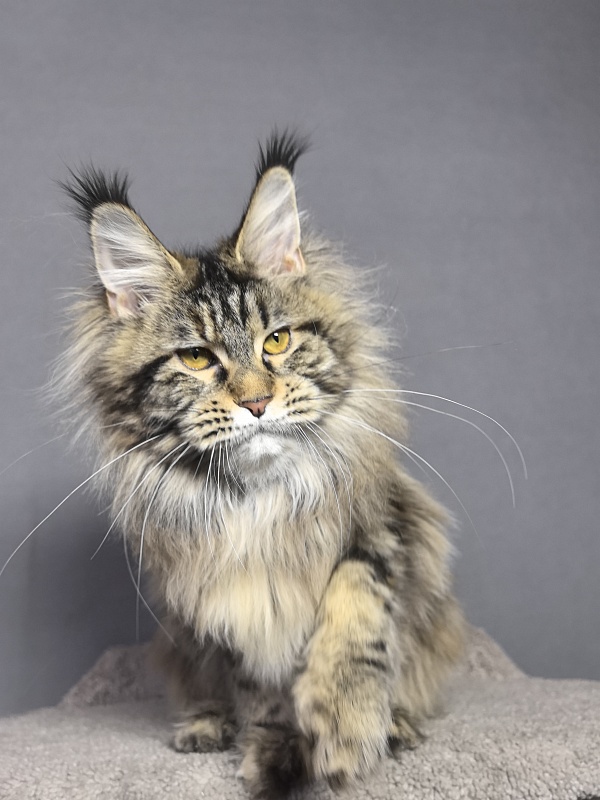 Our Sara Akbars - Junior maine-coon 7 months 4 weeks
