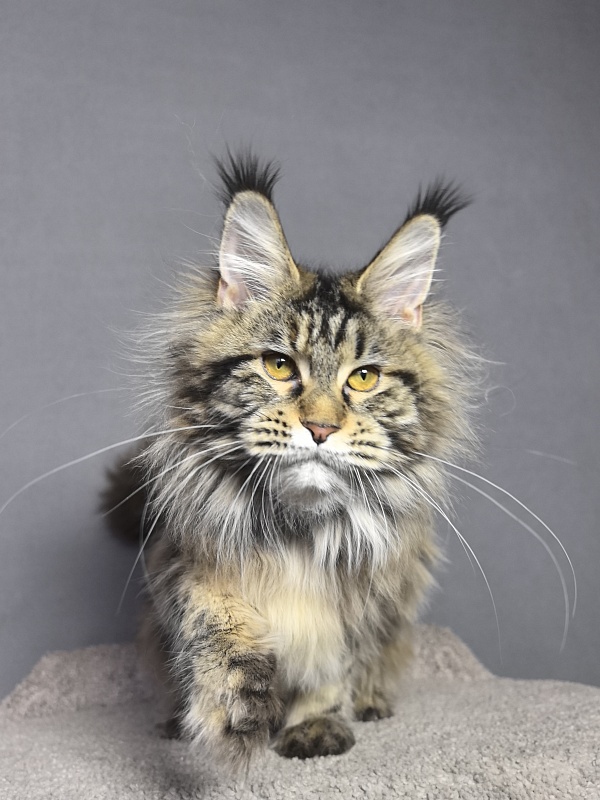 Our Sara Akbars - Junior maine-coon 7 months 4 weeks