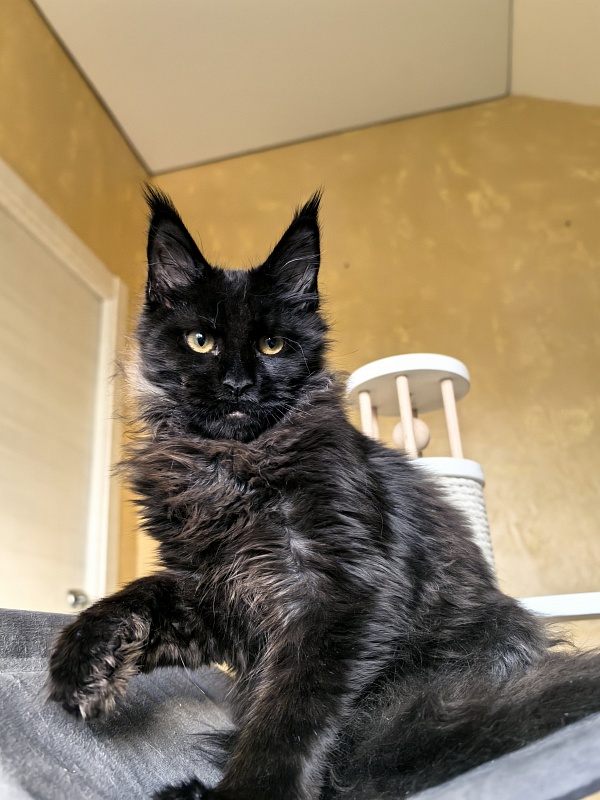 Pik*Nic Akbars - Kitten maine-coon 4 months 1 week