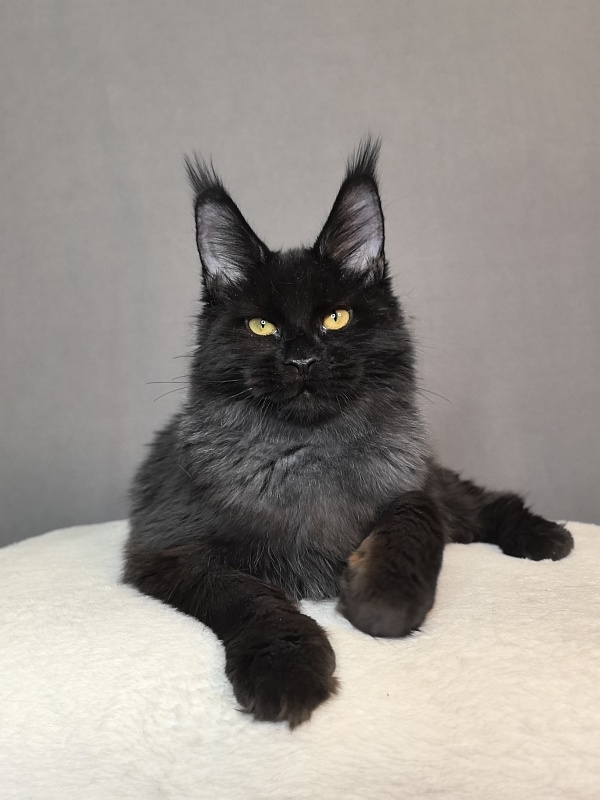 Pauline  Akbars - Kitten maine-coon 5 months 4 weeks