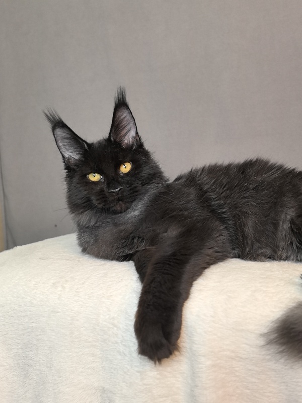 Pauline  Akbars - Kitten maine-coon 5 months 4 weeks