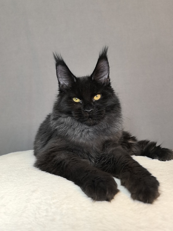 Pauline  Akbars - Kitten maine-coon 5 months 4 weeks