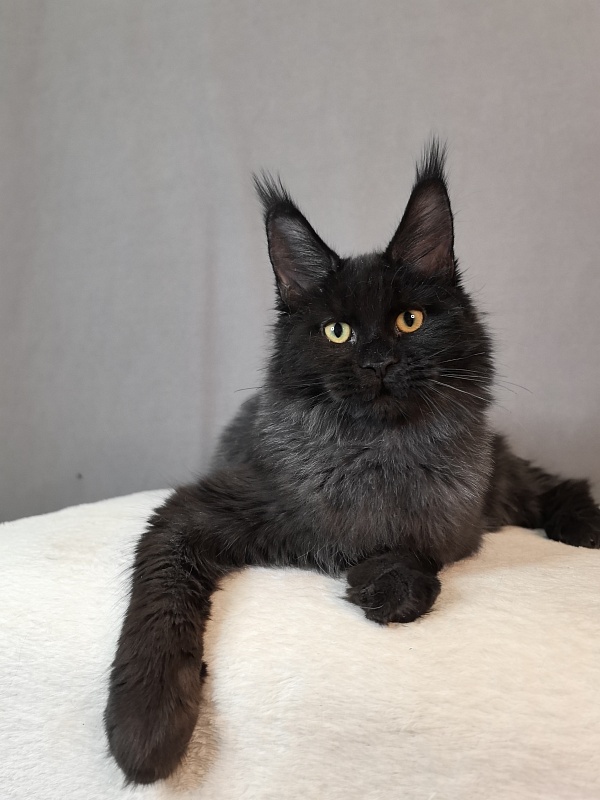 Pauline  Akbars - Kitten maine-coon 5 months 4 weeks