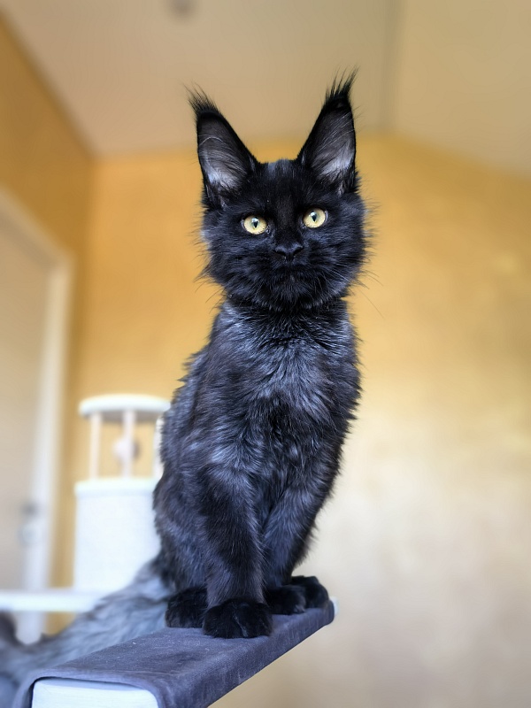 Pauline Akbars - Kitten maine-coon 4 months 2.5 weeks