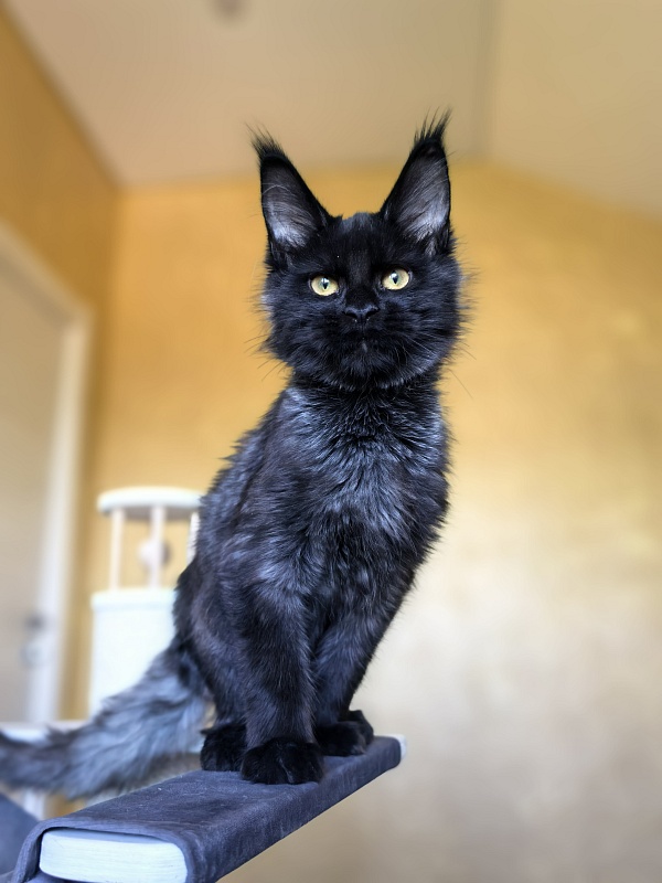 Pauline Akbars - Kitten maine-coon 4 months 2.5 weeks
