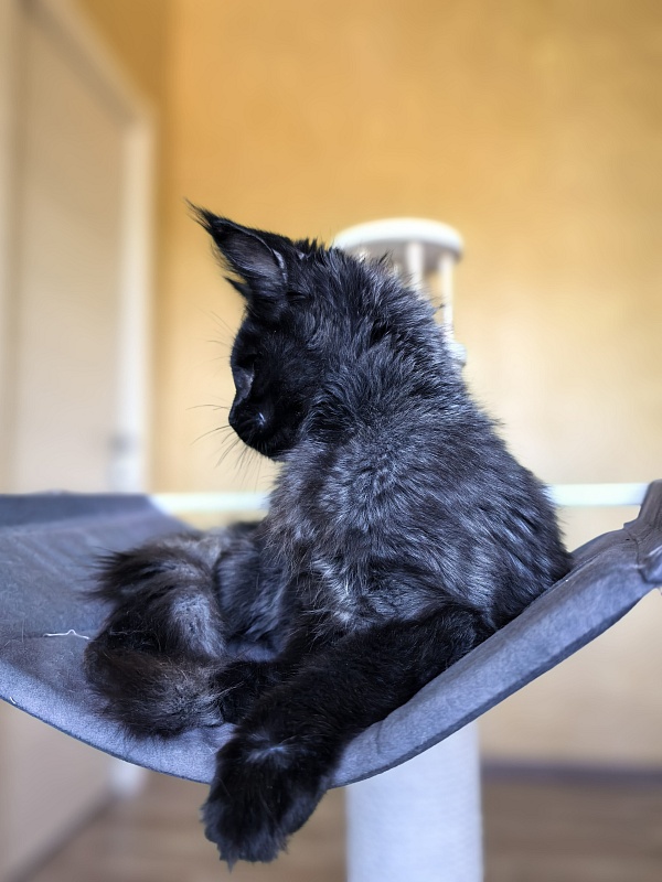 Pauline Akbars - Kitten maine-coon 4 months 2.5 weeks