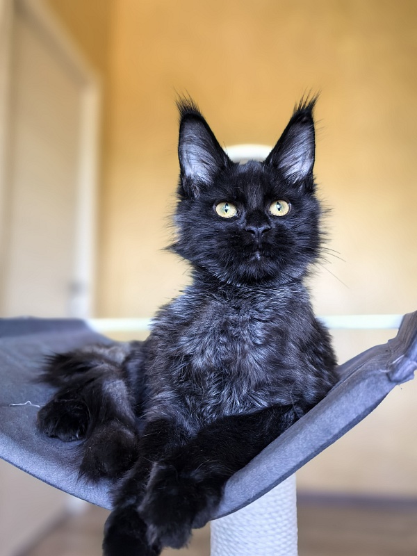 Pauline Akbars - Kitten maine-coon 4 months 2.5 weeks