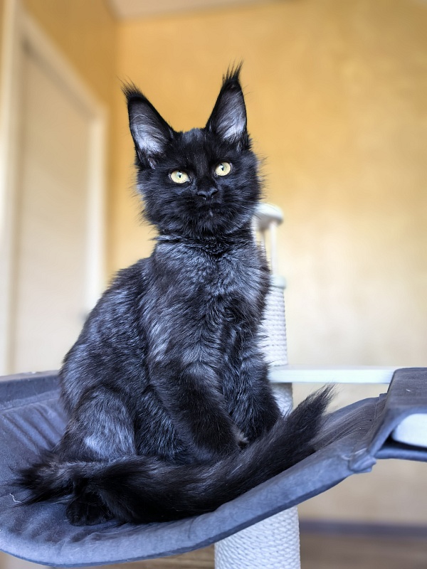 Pauline Akbars - Kitten maine-coon 4 months 2.5 weeks