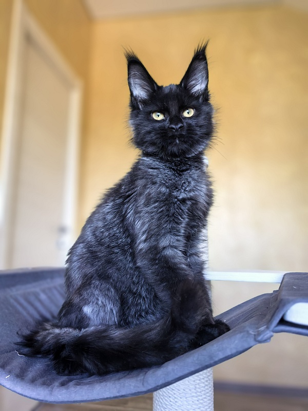 Pauline Akbars - Kitten maine-coon 4 months 2.5 weeks