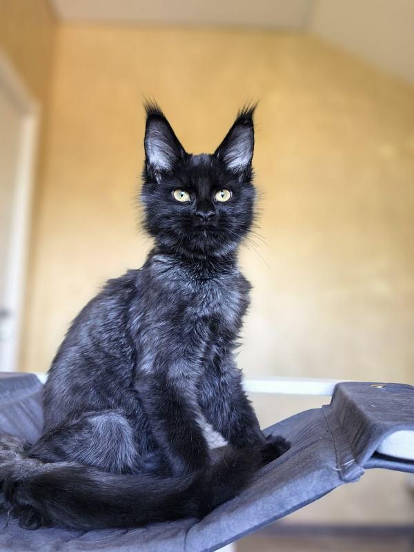 Pauline Akbars - Kitten maine-coon 4 months 2.5 weeks
