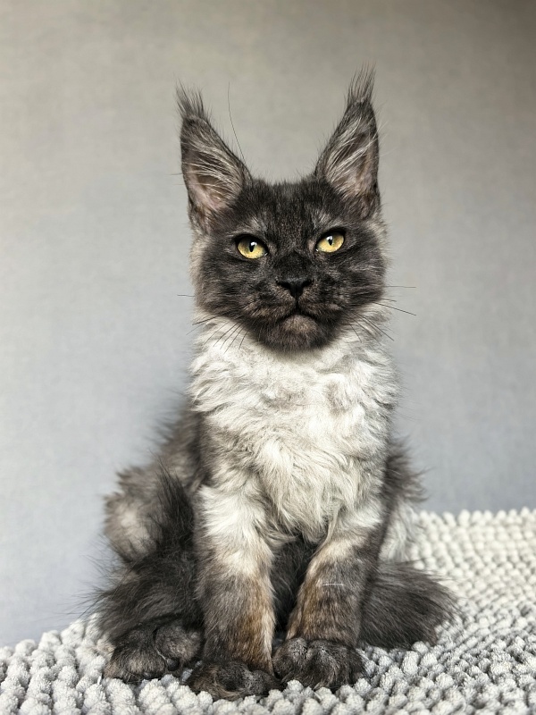 Pan*Dora Akbars - Kitten maine-coon 3 months 1.5 week