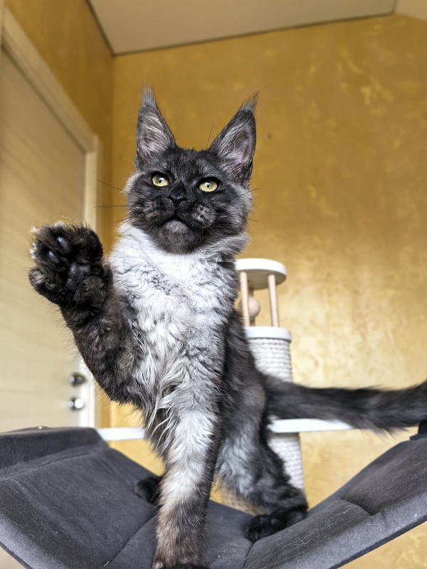 Pan*Dora Akbars - Kitten maine-coon 4 months 1 week