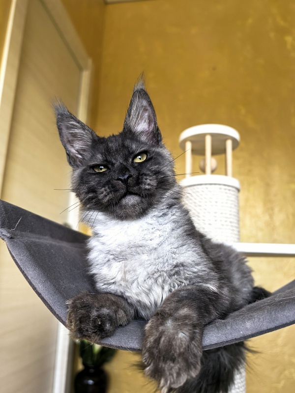 Pan*Dora Akbars - Kitten maine-coon 4 months 1 week