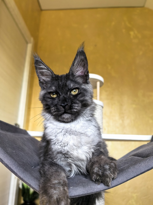 Pan*Dora Akbars - Kitten maine-coon 4 months 1 week