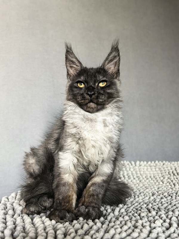 Pan*Dora Akbars - Kitten maine-coon 3 months 1.5 week