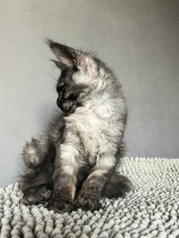 Pan*Dora Akbars - Kitten maine-coon 3 months 1.5 week