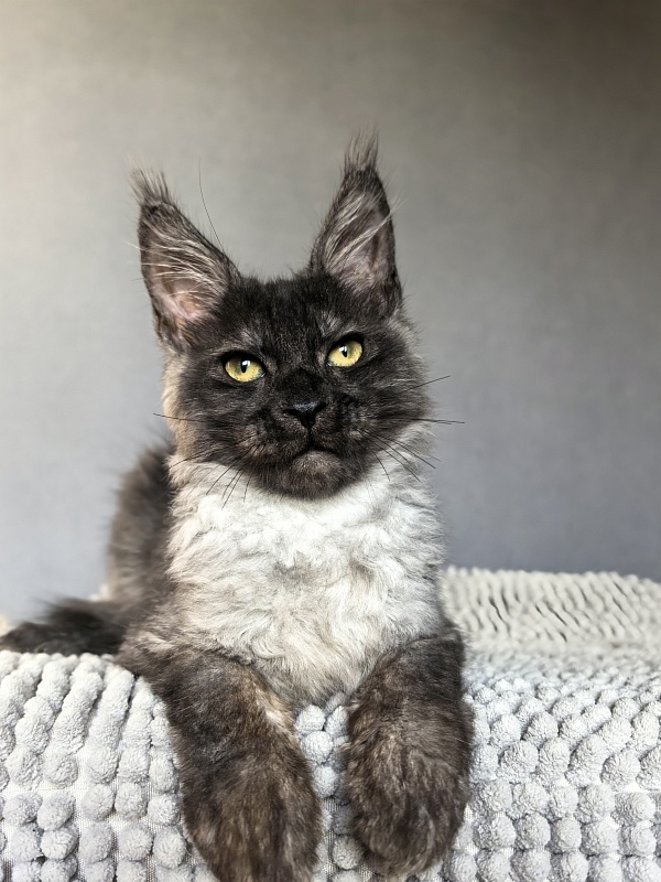 Pan*Dora Akbars - Kitten maine-coon 3 months 1.5 week
