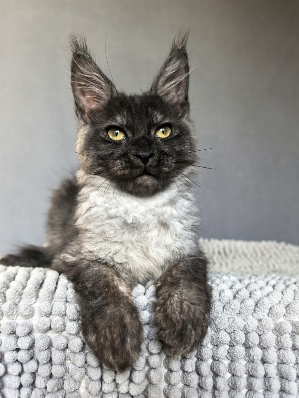 Pan*Dora Akbars - Kitten maine-coon 3 months 1.5 week