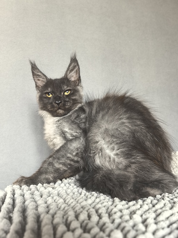 Pan*Dora Akbars - Kitten maine-coon 3 months 1.5 week