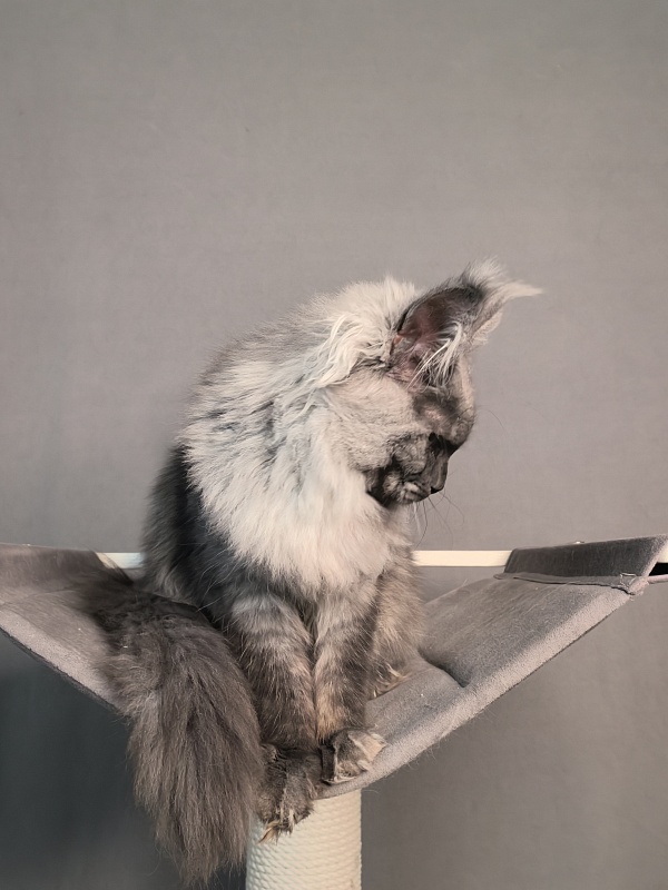Quinoa Akbars - Kitten maine-coon 5 months 1.5 week