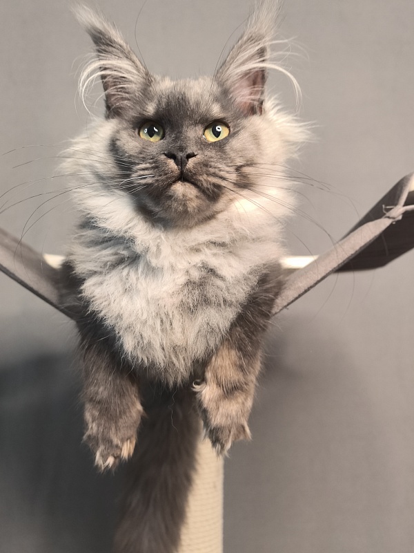 Quinoa Akbars - Kitten maine-coon 5 months 1.5 week