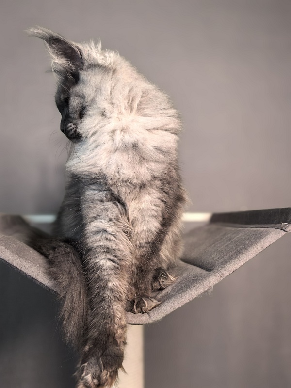 Quinoa Akbars - Kitten maine-coon 5 months 1.5 week
