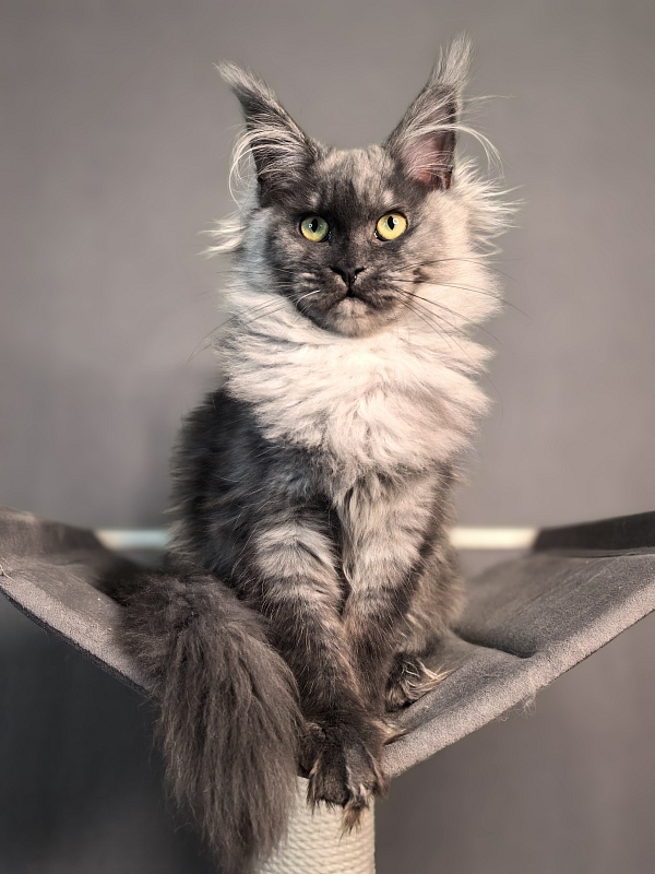 Quinoa Akbars - Kitten maine-coon 5 months 1.5 week