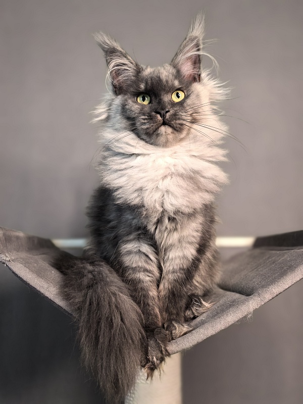 Quinoa Akbars - Kitten maine-coon 5 months 1.5 week