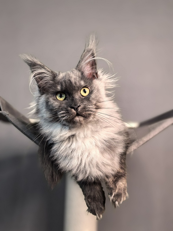 Quinoa Akbars - Kitten maine-coon 5 months 1.5 week