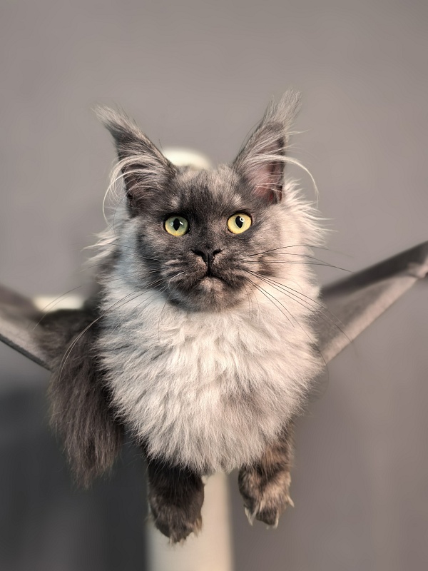 Quinoa Akbars - Kitten maine-coon 5 months 1.5 week
